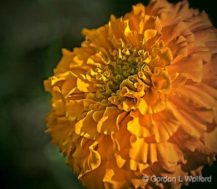 Fading Flower Of Fall_00258.jpg - Photographed along the Rideau Canal Waterway near Port Elmsley, Ontario, Canada.